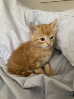 Photo №2 to announcement № 135179 for the sale of maine coon - buy in Germany private announcement, from nursery, from the shelter, breeder