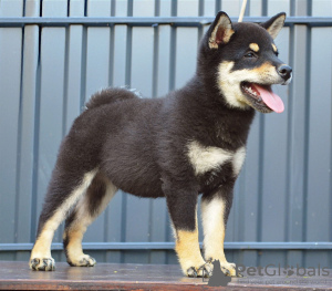 Additional photos: Shiba Inu puppies