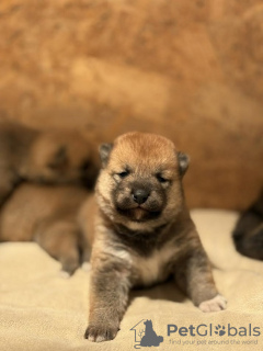 Photo №2 to announcement № 120410 for the sale of shiba inu - buy in Serbia breeder