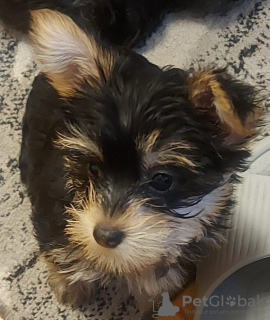 Additional photos: 2 Stunning Yorkshire Terrier Pups Left (10 weeks Old)