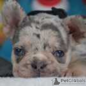 Photo №1. french bulldog - for sale in the city of Dobbs Ferry | 500$ | Announcement № 128172