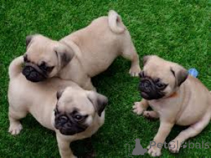 Photo №1. pug - for sale in the city of City of London | 826$ | Announcement № 164208