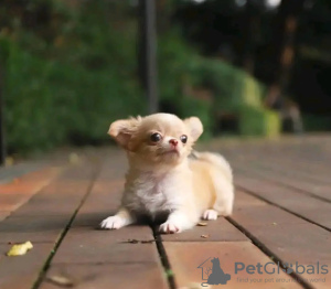 Photo №3. Toilet trained chihuahua. Netherlands