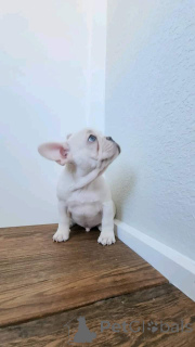 Photo №2 to announcement № 163011 for the sale of french bulldog - buy in Czech Republic breeder