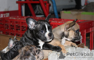 Photo №2 to announcement № 67458 for the sale of french bulldog - buy in Serbia private announcement