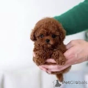 Photo №3. Adorable poodle puppies female and male puppies   Phone number447537 984050. Finland