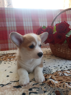 Photo №1. welsh corgi - for sale in the city of Mogilyov | negotiated | Announcement № 20283