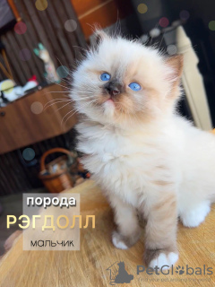 Photo №2 to announcement № 98867 for the sale of ragdoll - buy in Russian Federation from nursery, breeder