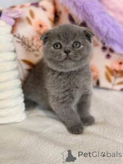 Photo №1. scottish fold - for sale in the city of Beiersdorf | 361$ | Announcement № 173643
