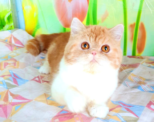 Photo №2 to announcement № 5650 for the sale of exotic shorthair - buy in Moldova from nursery