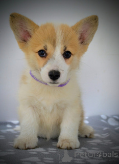 Photo №2 to announcement № 147044 for the sale of welsh corgi - buy in Serbia breeder