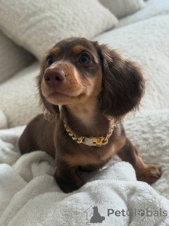 Photo №2 to announcement № 141768 for the sale of dachshund - buy in Germany breeder