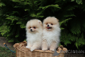 Photo №4. I will sell pomeranian in the city of Nottingham. private announcement - price - 568$