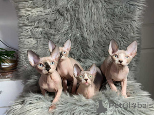 Photo №3. Sphynx and elf kittens for sale. Germany