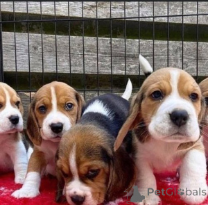 Photo №1. beagle - for sale in the city of Paris | negotiated | Announcement № 157237