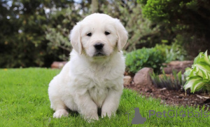 Photo №1. golden retriever - for sale in the city of Дублин | Is free | Announcement № 124152