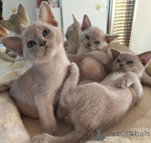 Photo №1. burmese cat - for sale in the city of Moors-Winn | 361$ | Announcement № 174772