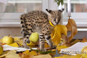 Photo №2 to announcement № 27974 for the sale of savannah cat - buy in Croatia 