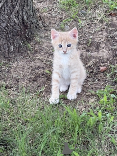 Photo №3. Male kitten - 1/4 main coon - 9 weeks old. United States