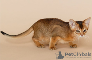 Photo №1. abyssinian cat - for sale in the city of Dnipro | 293$ | Announcement № 11589
