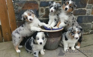 Photo №2 to announcement № 123646 for the sale of border collie - buy in Germany 