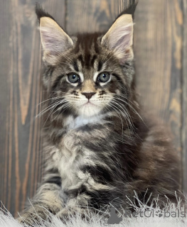 Photo №1. maine coon - for sale in the city of Baden Baden | 568$ | Announcement № 163460