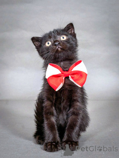 Photo №3. Luxurious black kitten Mario, a Scottish Fold mix, is looking for a home. Russian Federation