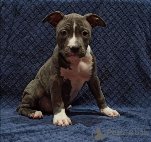 Photo №1. american staffordshire terrier - for sale in the city of Lviv | 900$ | Announcement № 33347