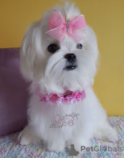 Photo №1. maltese dog - for sale in the city of Kiev | 1500$ | Announcement № 76444