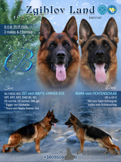 Photo №1. german shepherd - for sale in the city of Луцк | 941$ | Announcement № 127813