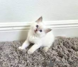 Photo №1. ragdoll - for sale in the city of Якутск | negotiated | Announcement № 55151