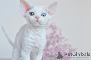 Photo №1. devon rex - for sale in the city of Eindhoven | 2325$ | Announcement № 44543