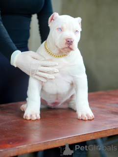 Photo №3. Sweet, smart, and full of sparkle Novas heart shines as bright as the stars.. Germany