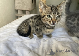 Photo №2 to announcement № 161179 for the sale of munchkin - buy in Germany breeder