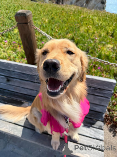 Photo №1. golden retriever - for sale in the city of ALAVUS | 671$ | Announcement № 169149