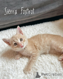 Photo №1. domestic cat - for sale in the city of Munich | 376$ | Announcement № 150627