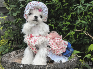 Photo №3. Registered Maltese Terrier puppies for sale Kc. Greece