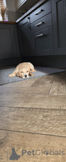 Photo №2 to announcement № 160860 for the sale of beagle - buy in Netherlands private announcement