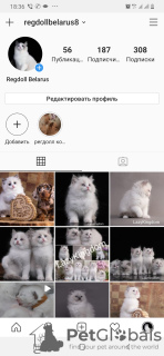 Photo №1. ragdoll - for sale in the city of Vitebsk | 1800$ | Announcement № 10187