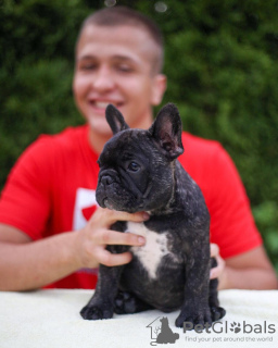 Photo №1. french bulldog - for sale in the city of Lübeck | 380$ | Announcement № 127369