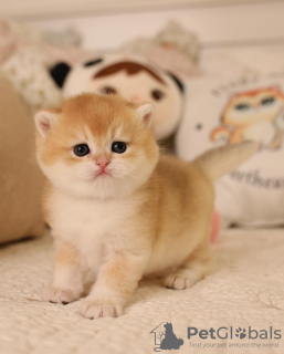 Photo №4. I will sell munchkin in the city of New York. private announcement, breeder - price - 580$