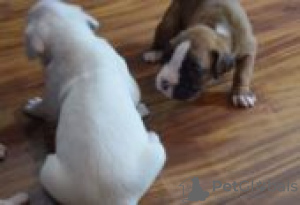Photo №1. boxer - for sale in the city of Fallåker | Is free | Announcement № 129103