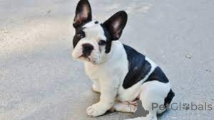 Photo №1. french bulldog - for sale in the city of California City | negotiated | Announcement № 158619
