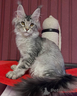 Photo №2 to announcement № 159942 for the sale of maine coon - buy in United Kingdom breeder