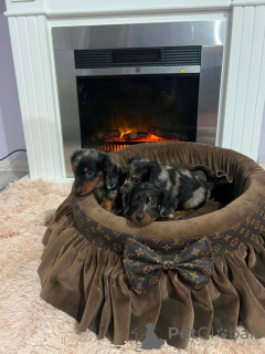 Photo №2 to announcement № 169098 for the sale of dachshund - buy in Serbia 