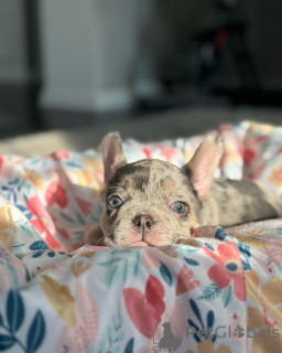 Photo №4. I will sell french bulldog in the city of Munich. from the shelter, breeder - price - 612$