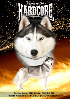Photo №4. I will sell siberian husky in the city of Tolyatti. from nursery - price - 266$
