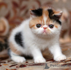 Photo №1. exotic shorthair - for sale in the city of Uppsala | negotiated | Announcement № 97882