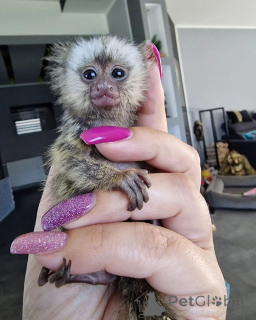 Photo №2 to announcement № 161696 for the sale of  - buy in United Arab Emirates 