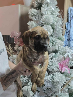 Photo №1. perro de presa canario - for sale in the city of Smederevo | 619$ | Announcement № 164454